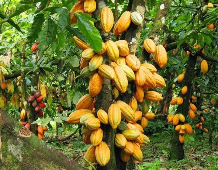  Cacao